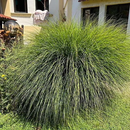 Lägenhet Garickina Kuca Pirot